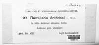Ramularia anthrisci image